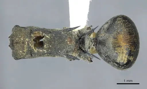 Polyrhachis ammon specimen CASENT0910800 image casent0910800_1