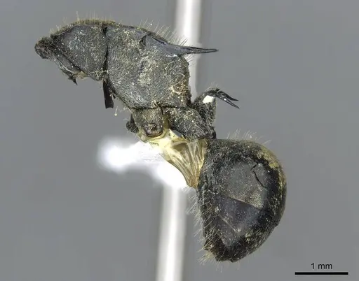 Polyrhachis ammon specimen CASENT0910800 image casent0910800_2