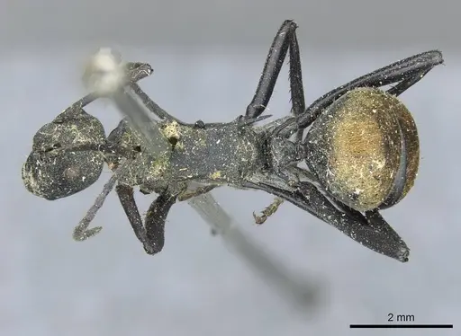 Polyrhachis ammon specimen CASENT0910801 image casent0910801_1