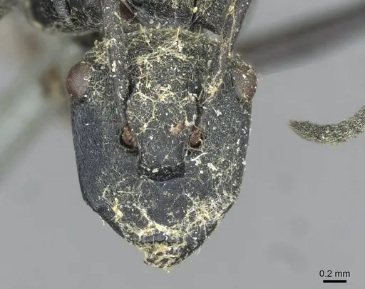 Polyrhachis ammon specimen CASENT0910801 image casent0910801_2