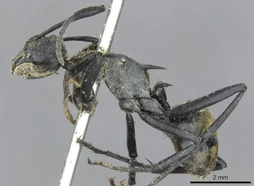 Polyrhachis ammon specimen CASENT0910801 image casent0910801_3