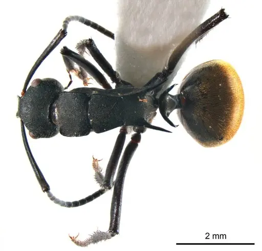 Polyrhachis ammonoeides specimen ANTWEB1008701 image antweb1008701_1