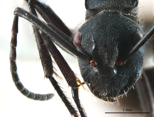 Polyrhachis ammonoeides specimen ANTWEB1008701 image antweb1008701_2
