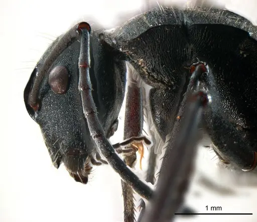 Polyrhachis ammonoeides specimen ANTWEB1008701 image antweb1008701_3