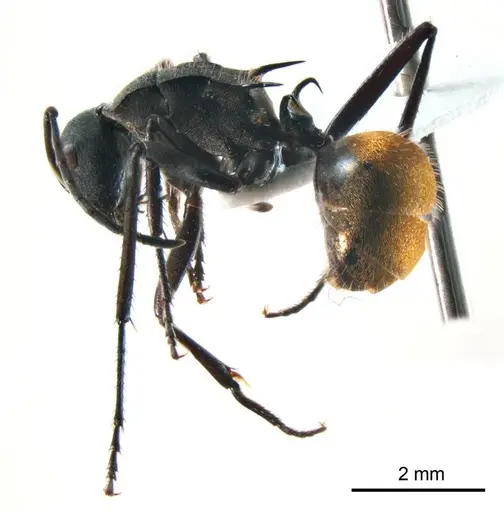 Polyrhachis ammonoeides specimen ANTWEB1008701 image antweb1008701_4