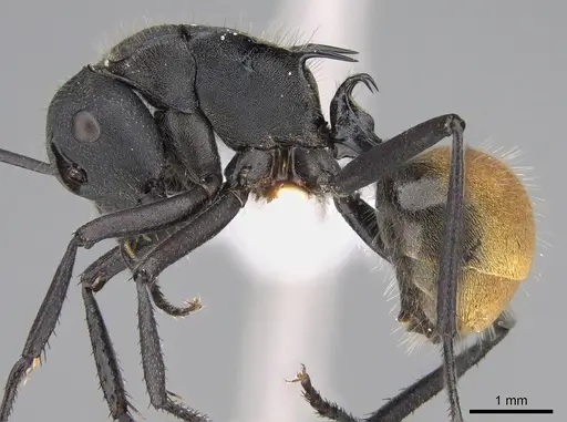 Polyrhachis ammonoeides specimen CASENT0887780 image casent0887780_1