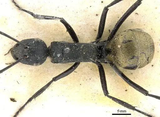 Polyrhachis ammonoeides specimen CASENT0906587 image casent0906587_1