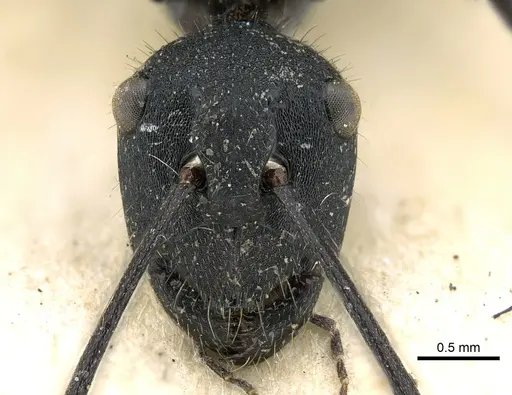 Polyrhachis ammonoeides specimen CASENT0906587 image casent0906587_2