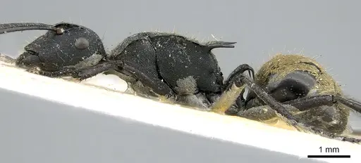 Polyrhachis ammonoeides specimen CASENT0906587 image casent0906587_3