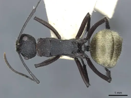 Polyrhachis ammonoeides specimen CASENT0910804 image casent0910804_1