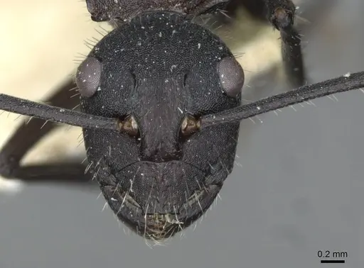 Polyrhachis ammonoeides specimen CASENT0910804 image casent0910804_2
