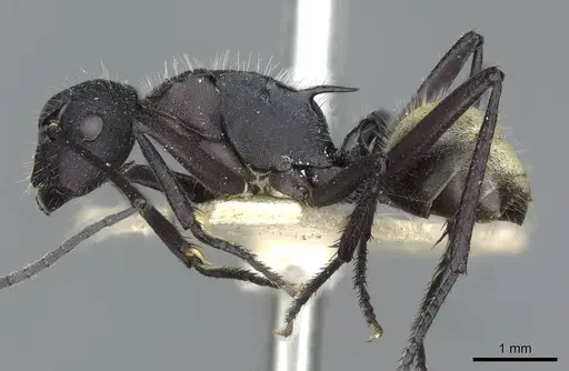 Polyrhachis ammonoeides specimen CASENT0910804 image casent0910804_3