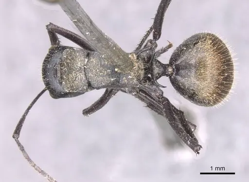 Polyrhachis ammonoeides specimen CASENT0913682 image casent0913682_1