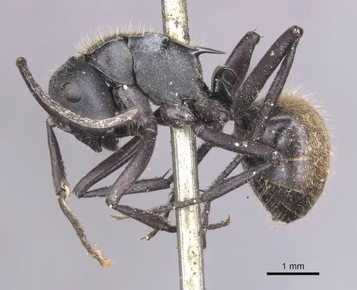 Polyrhachis ammonoeides specimen CASENT0913682 image casent0913682_2