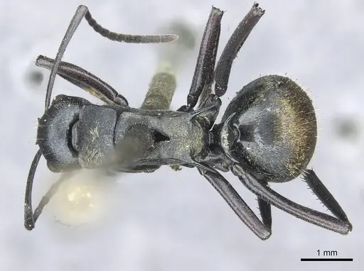 Polyrhachis ammonoeides specimen CASENT0913715 image casent0913715_1