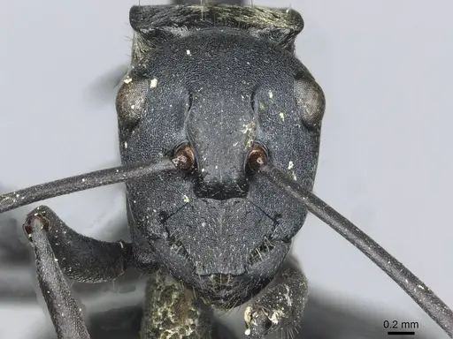 Polyrhachis ammonoeides specimen CASENT0913715 image casent0913715_2