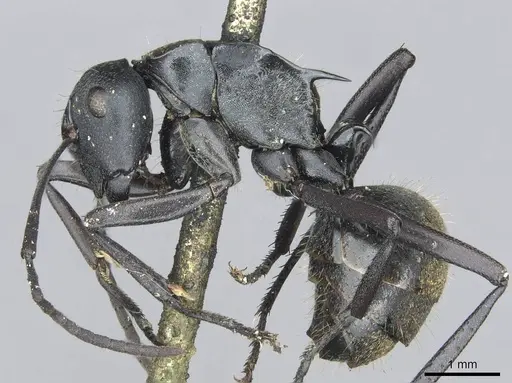 Polyrhachis ammonoeides specimen CASENT0913715 image casent0913715_3