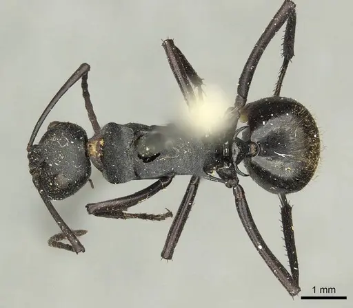 Polyrhachis ammonoeides specimen CASENT0915607 image casent0915607_1