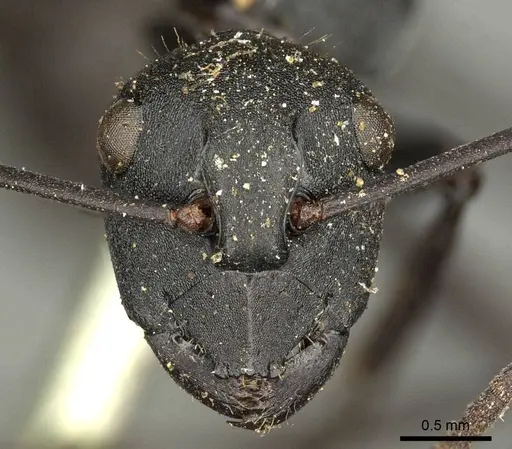 Polyrhachis ammonoeides specimen CASENT0915607 image casent0915607_2
