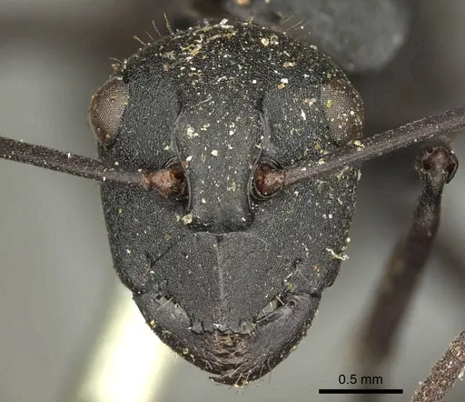 Polyrhachis ammonoeides specimen CASENT0915607 image casent0915607_3