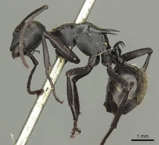 Polyrhachis ammonoeides specimen CASENT0915607 image casent0915607_4