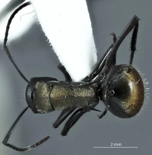 Polyrhachis ammonoeides specimen JDM32-004514 image jdm32-004514_1
