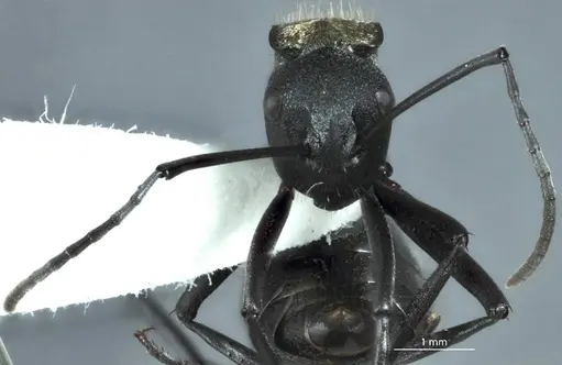 Polyrhachis ammonoeides specimen JDM32-004514 image jdm32-004514_2