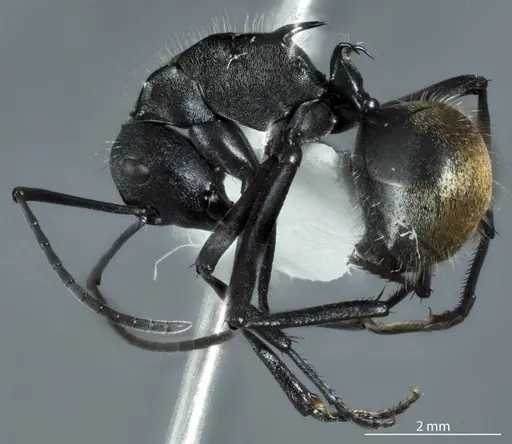 Polyrhachis ammonoeides specimen JDM32-004514 image jdm32-004514_3