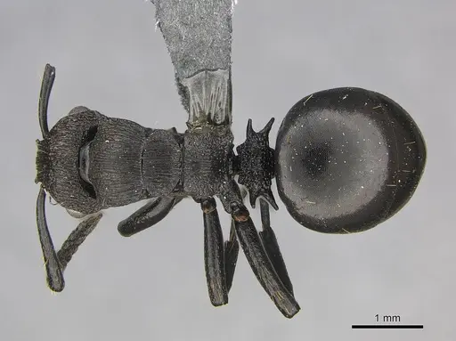 Polyrhachis andrei specimen CASENT0250043 image casent0250043_1