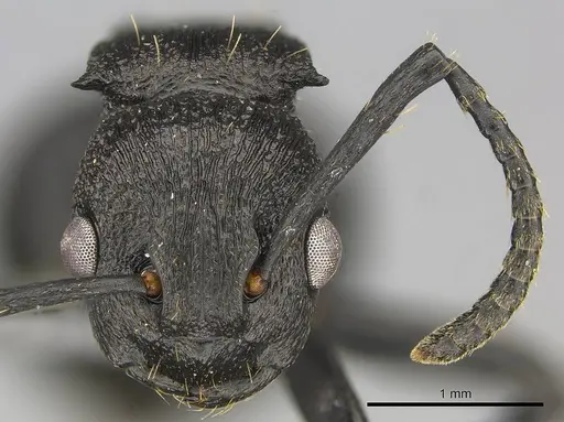 Polyrhachis andrei specimen CASENT0250043 image casent0250043_2