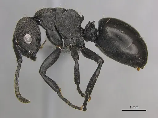 Polyrhachis andrei specimen CASENT0250043 image casent0250043_3