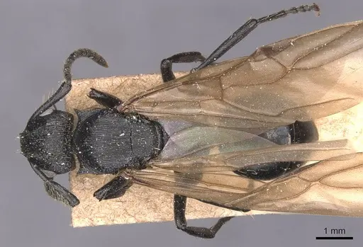 Polyrhachis andrei specimen CASENT0905622 image casent0905622_1