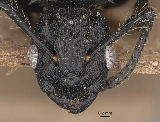 Polyrhachis andrei specimen CASENT0905622 image casent0905622_2