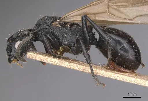 Polyrhachis andrei specimen CASENT0905622 image casent0905622_3
