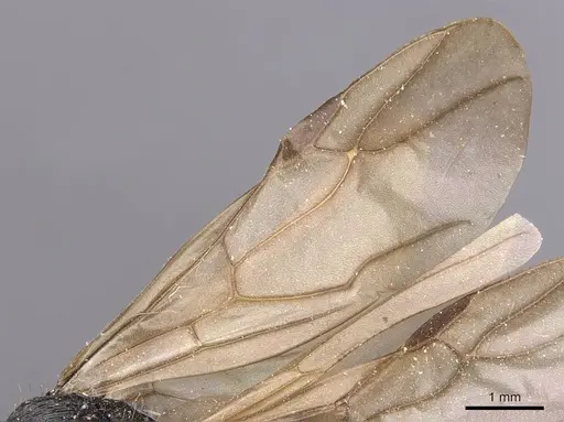 Polyrhachis andrei specimen CASENT0905622 image casent0905622_4