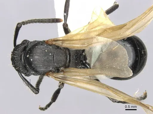 Polyrhachis andrei specimen CASENT0906824 image casent0906824_1