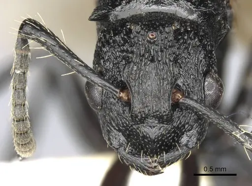 Polyrhachis andrei specimen CASENT0906824 image casent0906824_2