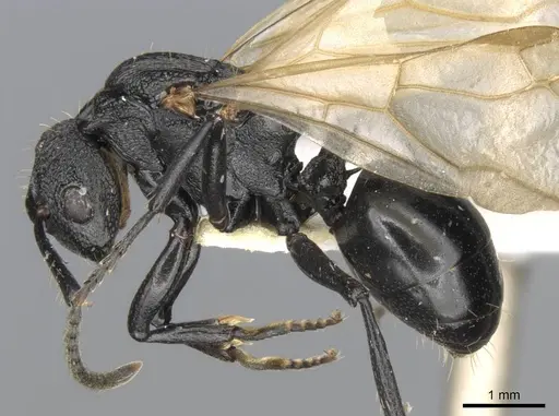 Polyrhachis andrei specimen CASENT0906824 image casent0906824_3