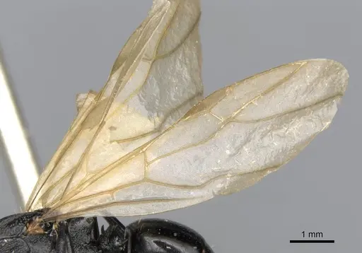 Polyrhachis andrei specimen CASENT0906824 image casent0906824_4