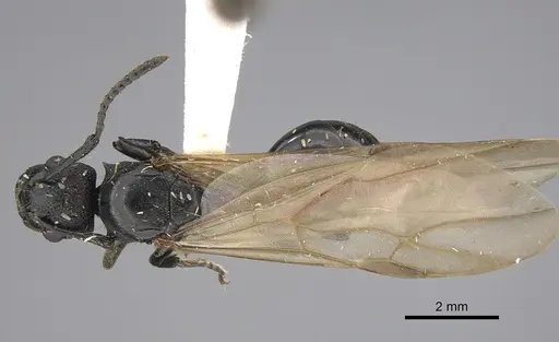Polyrhachis andrei specimen CASENT0923480 image casent0923480_1
