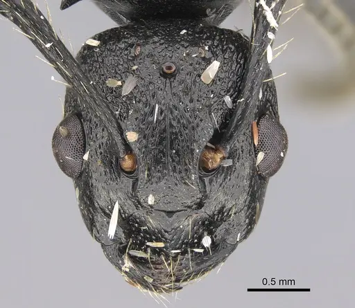 Polyrhachis andrei specimen CASENT0923480 image casent0923480_2
