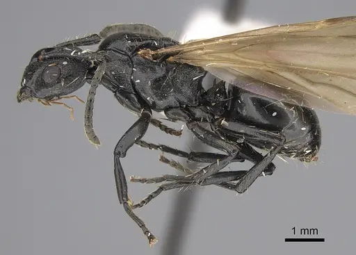 Polyrhachis andrei specimen CASENT0923480 image casent0923480_3