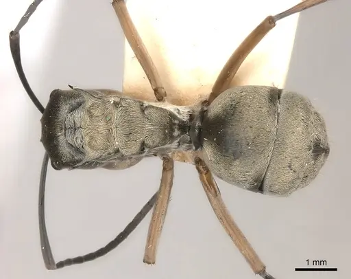 Polyrhachis andromache specimen CASENT0217742 image casent0217742_1