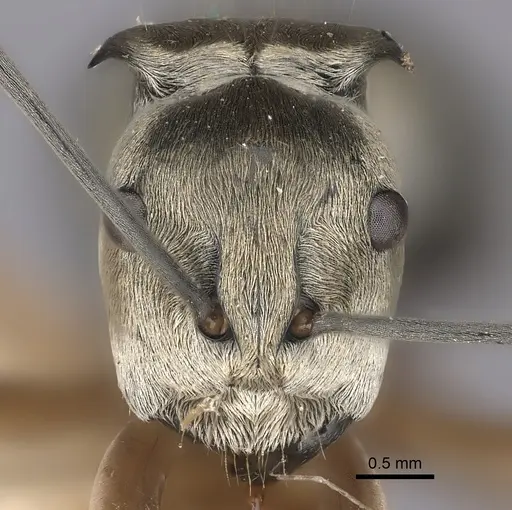 Polyrhachis andromache specimen CASENT0217742 image casent0217742_2