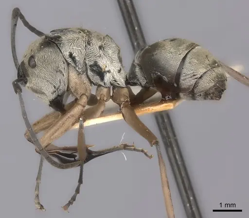 Polyrhachis andromache specimen CASENT0217742 image casent0217742_3