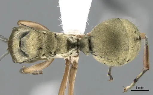 Polyrhachis andromache specimen CASENT0281393 image casent0281393_1