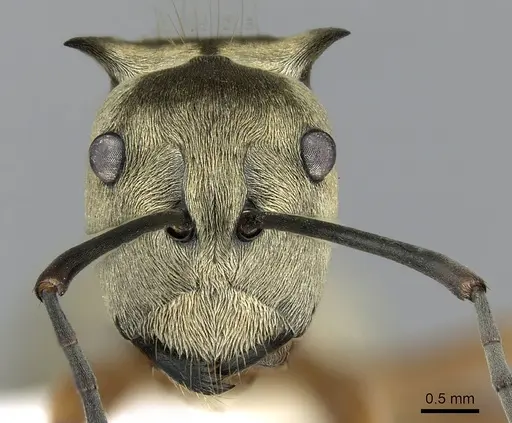 Polyrhachis andromache specimen CASENT0281393 image casent0281393_2
