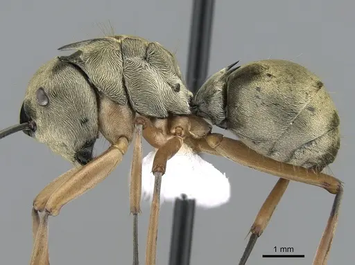 Polyrhachis andromache specimen CASENT0281393 image casent0281393_3