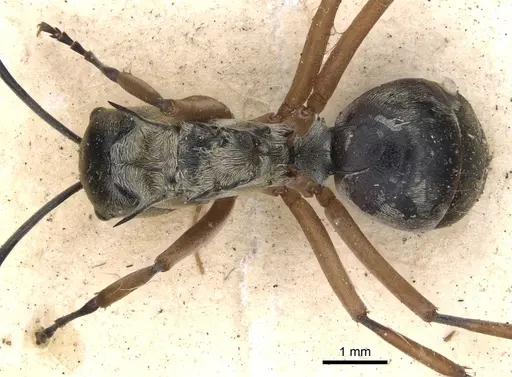 Polyrhachis andromache specimen CASENT0901812 image casent0901812_1