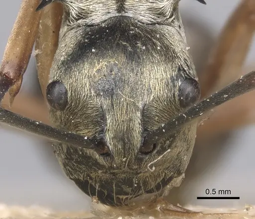 Polyrhachis andromache specimen CASENT0901812 image casent0901812_2
